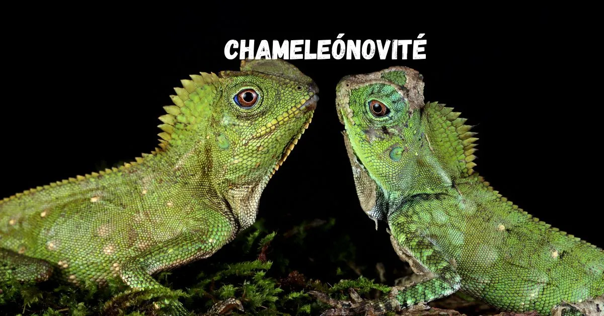 chameleónovité