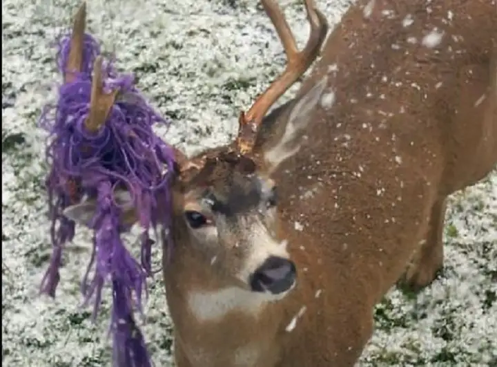 deer with hammock antlers